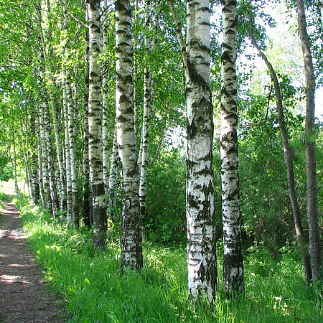 Abedul - Betula Pendula