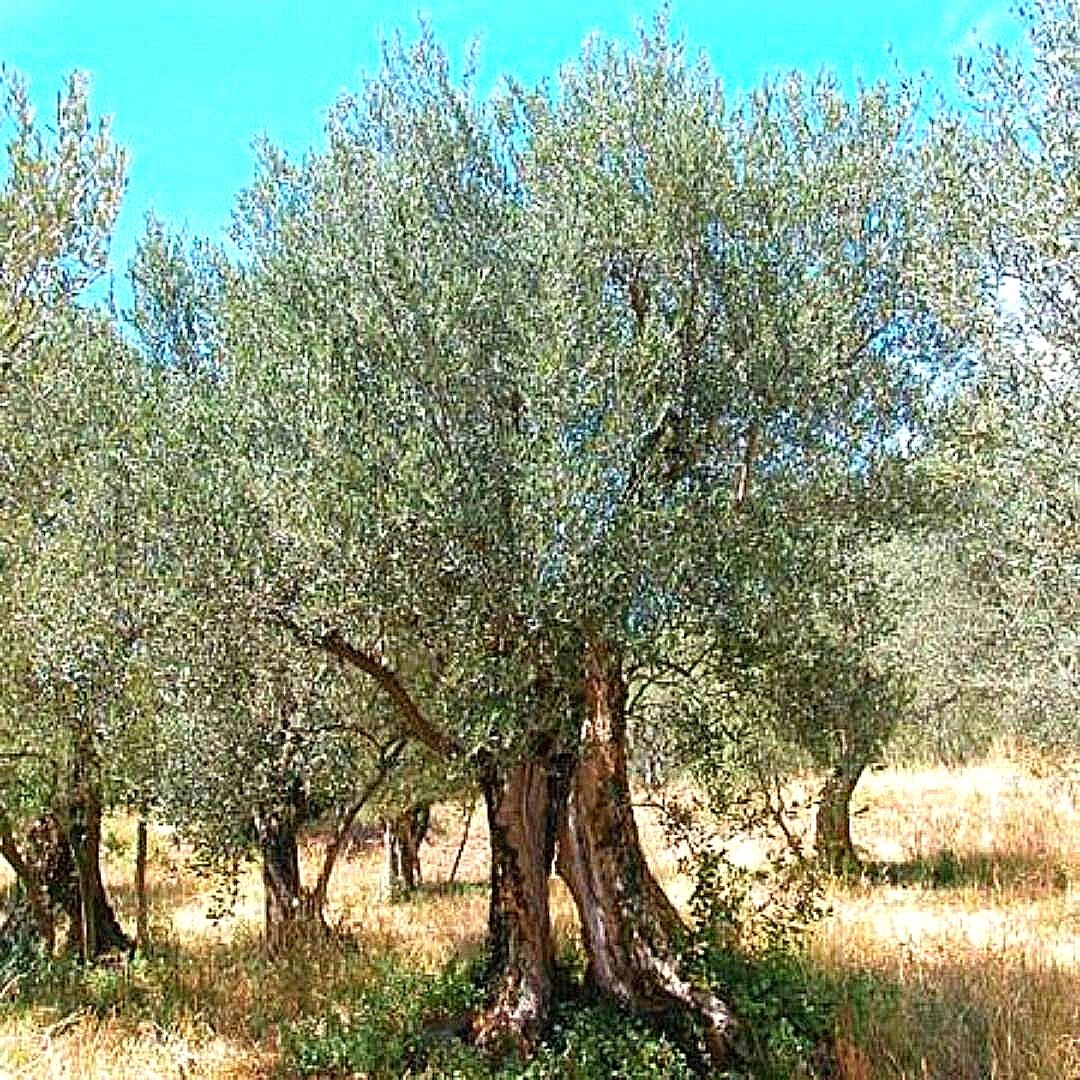 Olivo De Comer - Olea Europaea Var. Sevillana