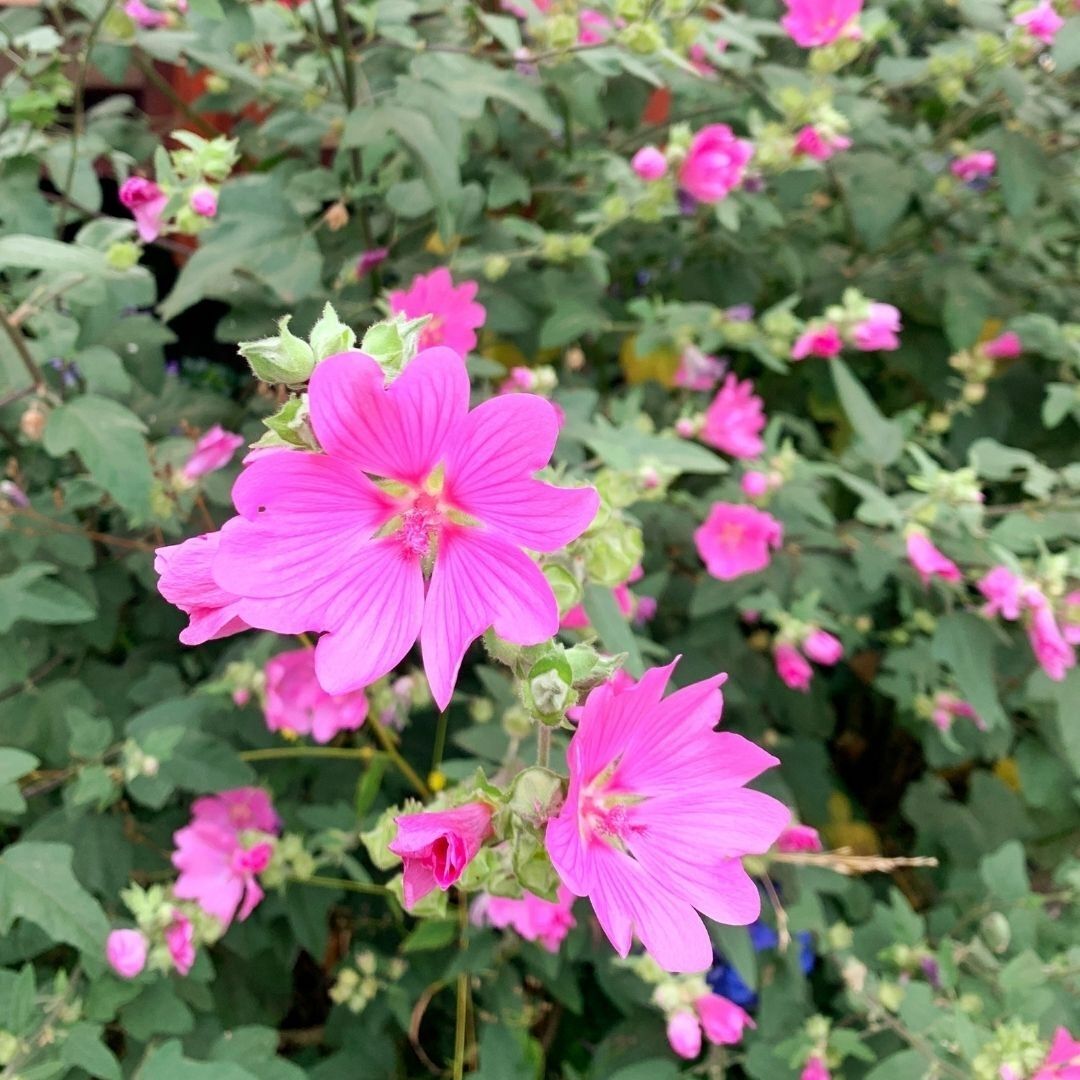 Lavatera - Lavatera Trimensis Cashmiriana
