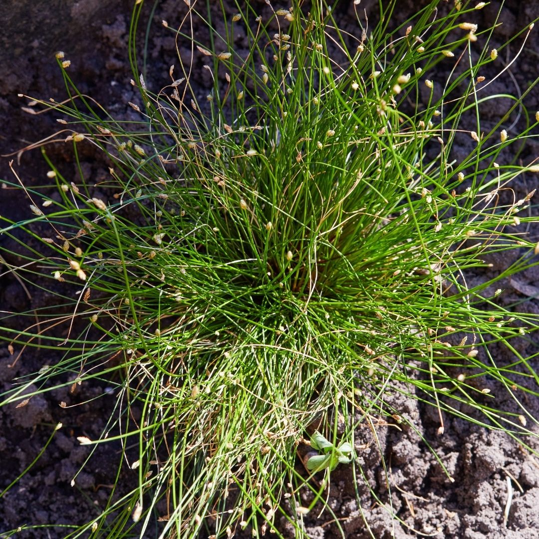 Isolepis - Isolepis Gracilis