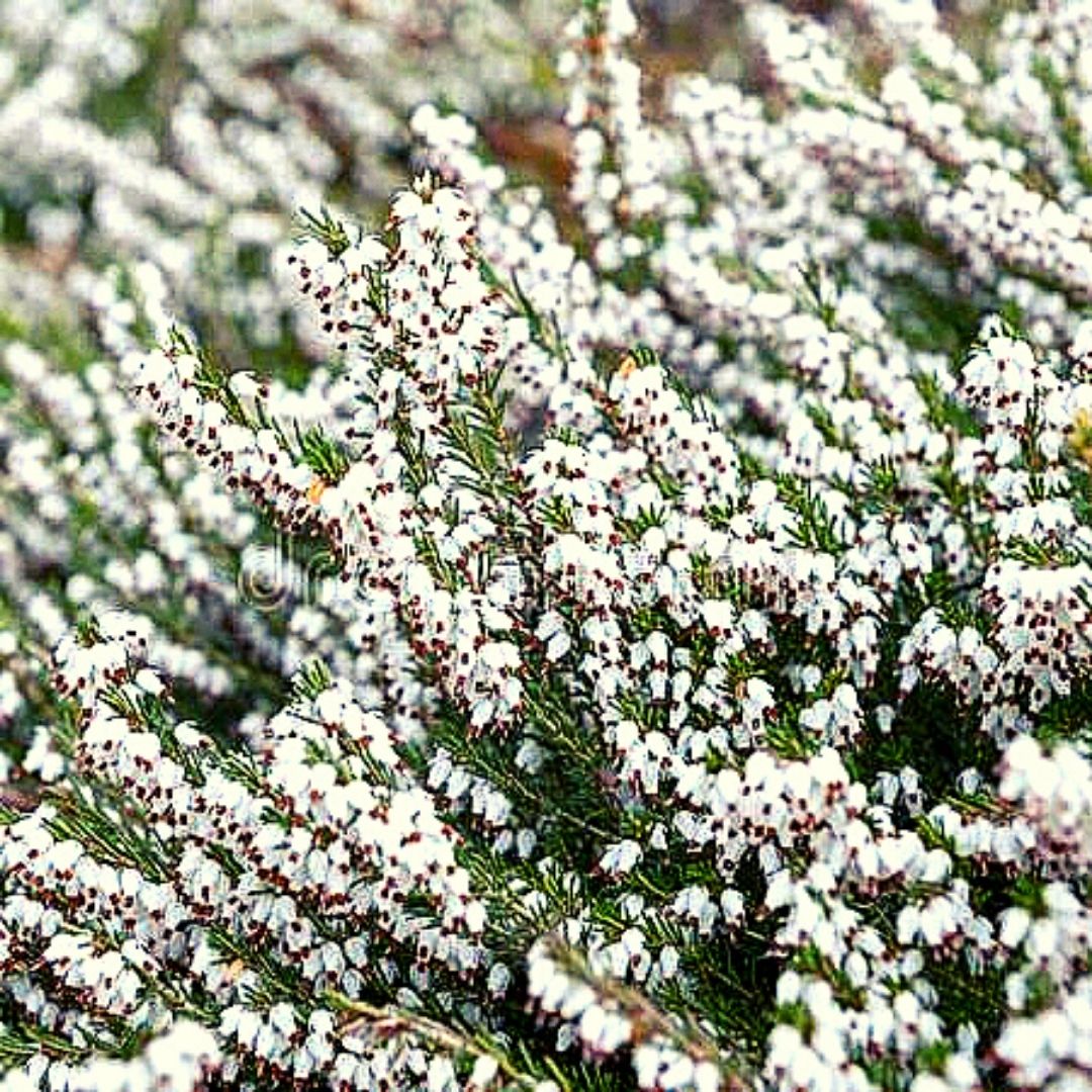 Erica blanca de invierno- Erica Carnea