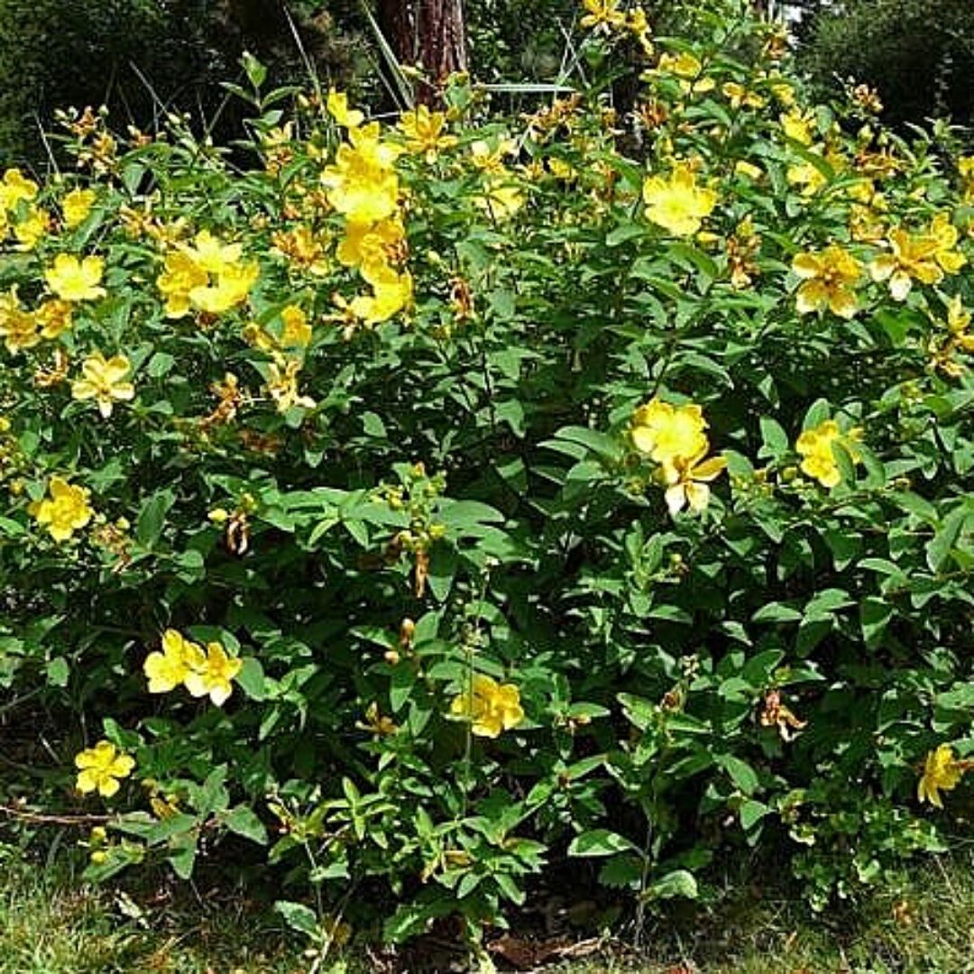 Hipericum Arbustivo - Hypericum Patulum (Mediano)