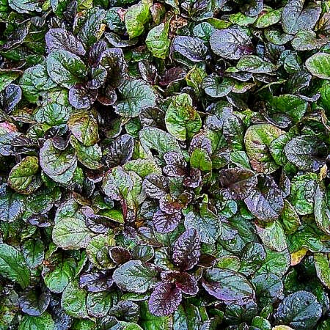 Ajuga Verde - Ajuga Reptans
