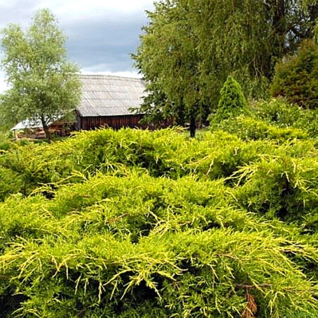 Junipero Pfitzeriana Aurea - Juniperus Chinensis “Pfitzeriana Aurea”