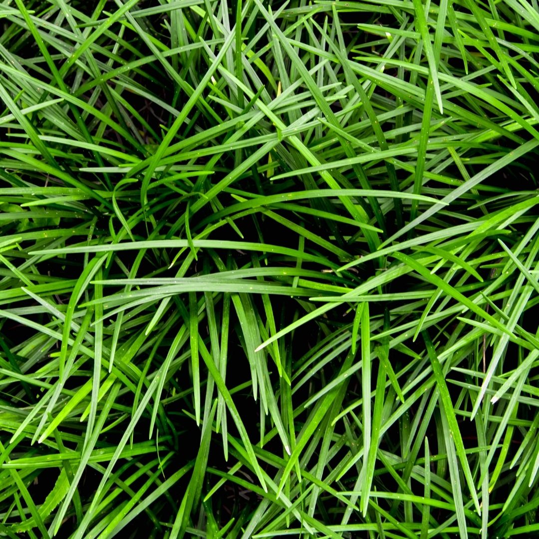 Ophiopogon - Ophiopogon Japonicus