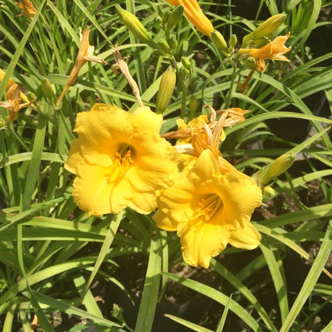 Hemerocallis Amarillo Enano