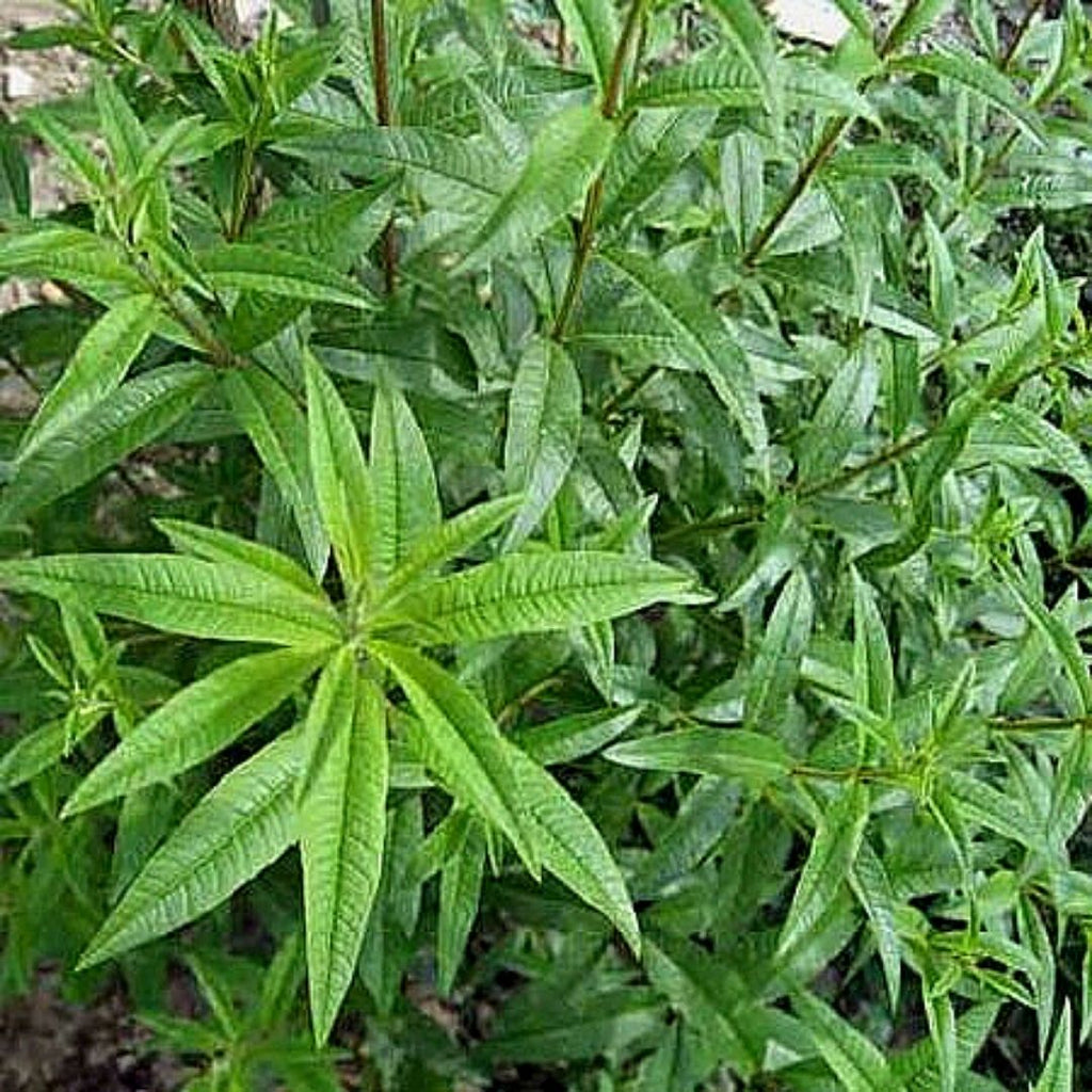 Cedrón - Lippia Citriodora