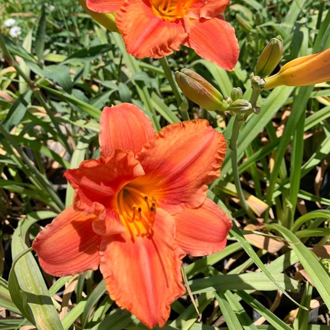 Hemerocallis Naranja Flor Grande