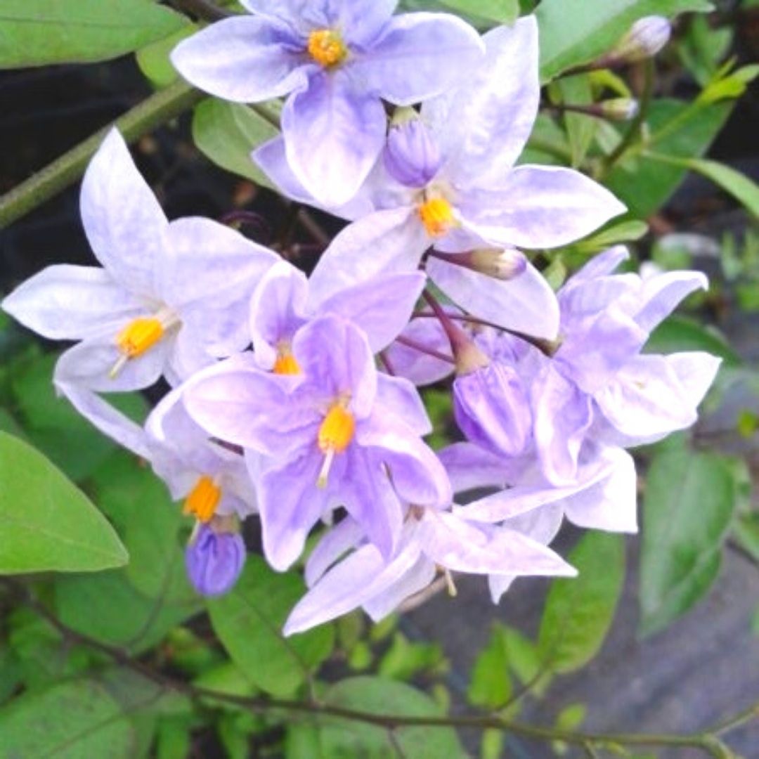 Solanum Jazminoide - Solanum Jasminoides
