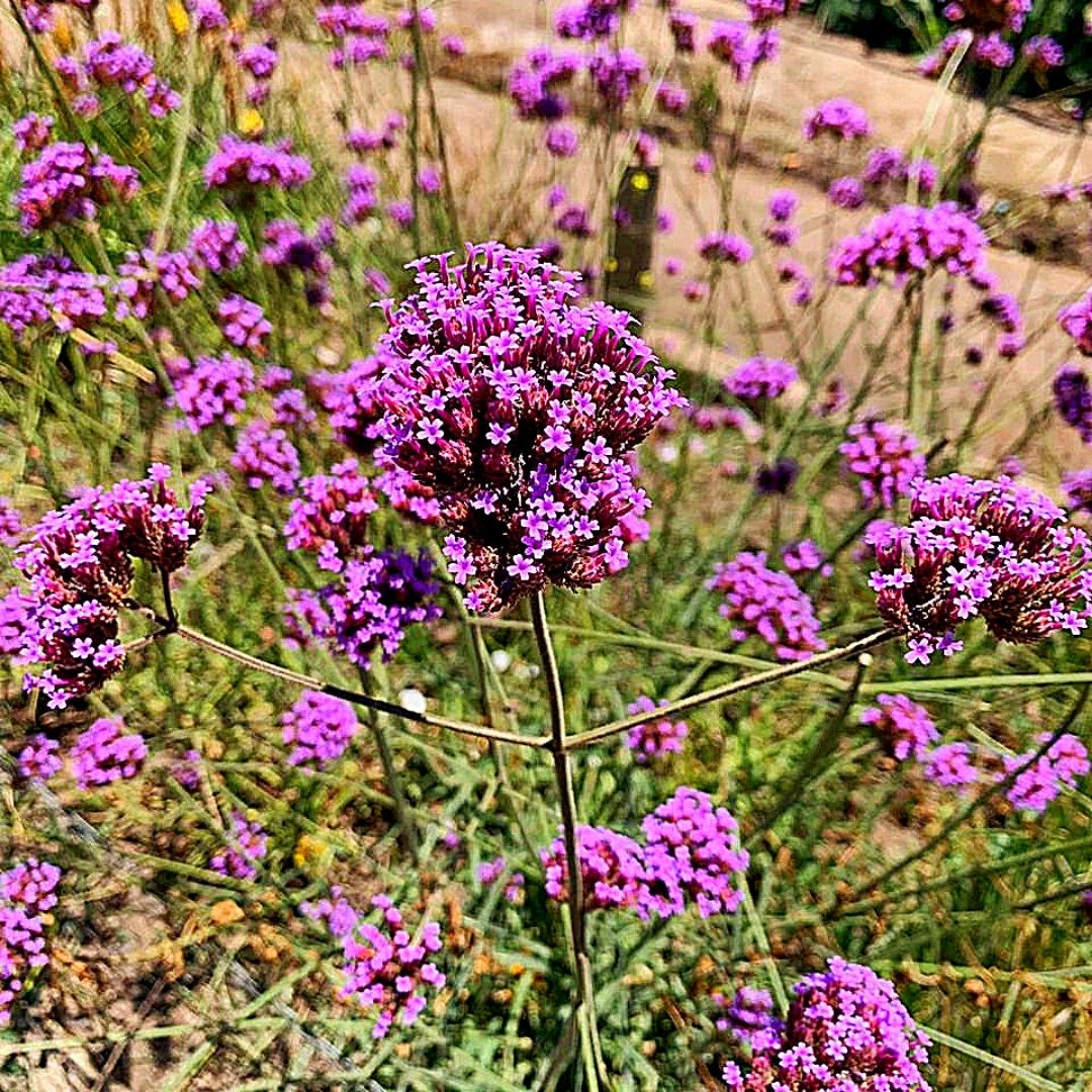 Verbena Bonariense - Verbena Bonariensis