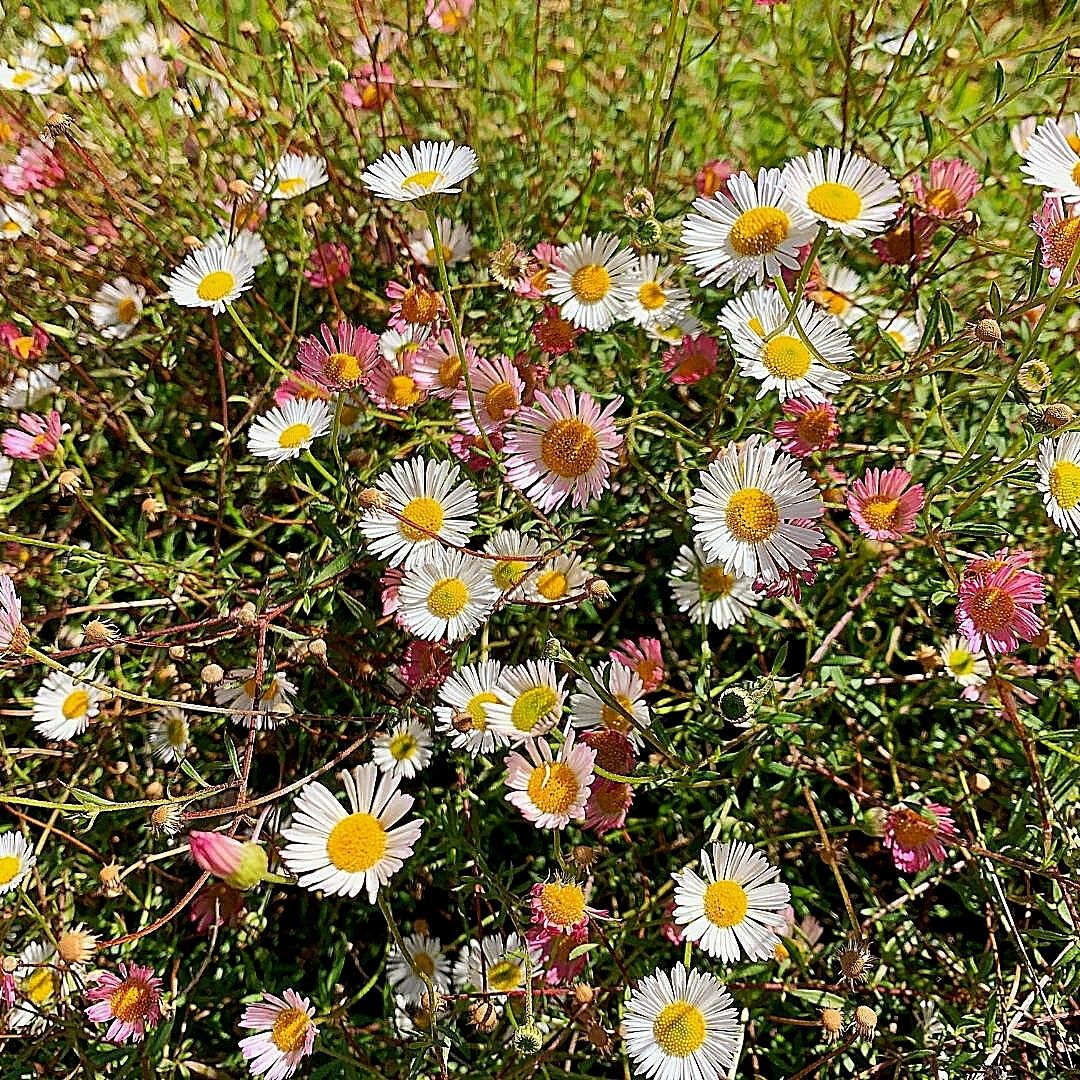 Vitadinia - Erigeron Aurantiacus
