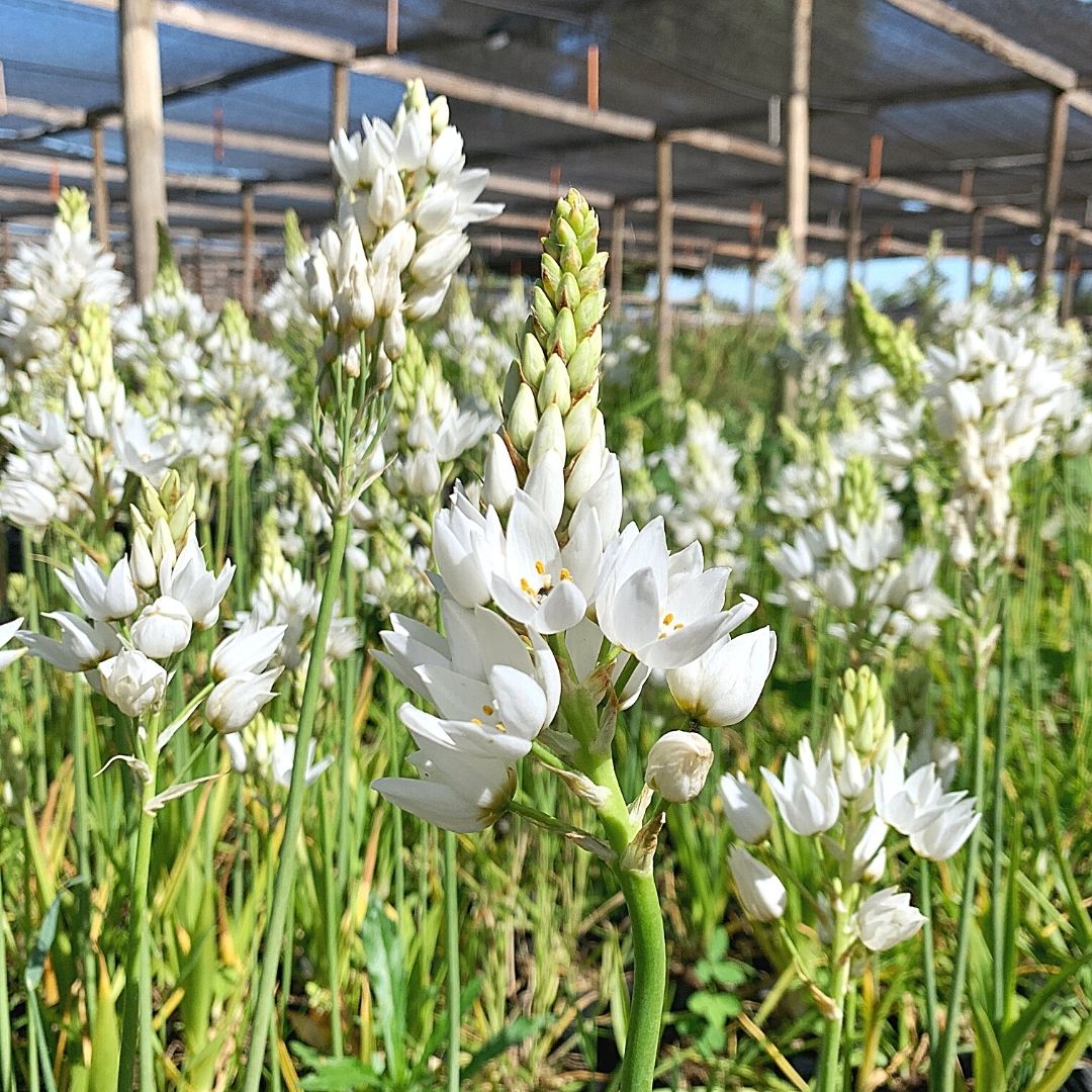 Ornithogalum - Ornithogalum Thyrsoides