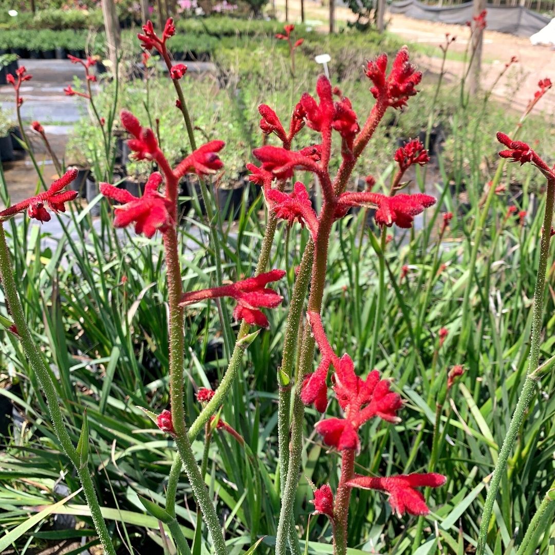 Anigozanthus Flavidus- Pata De Canguro(Rojo)