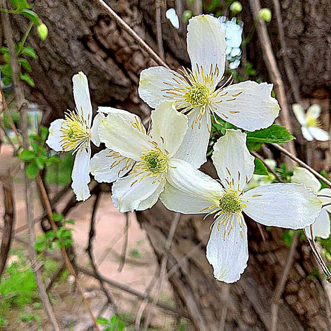 Clematis Montana - Clematis Montana