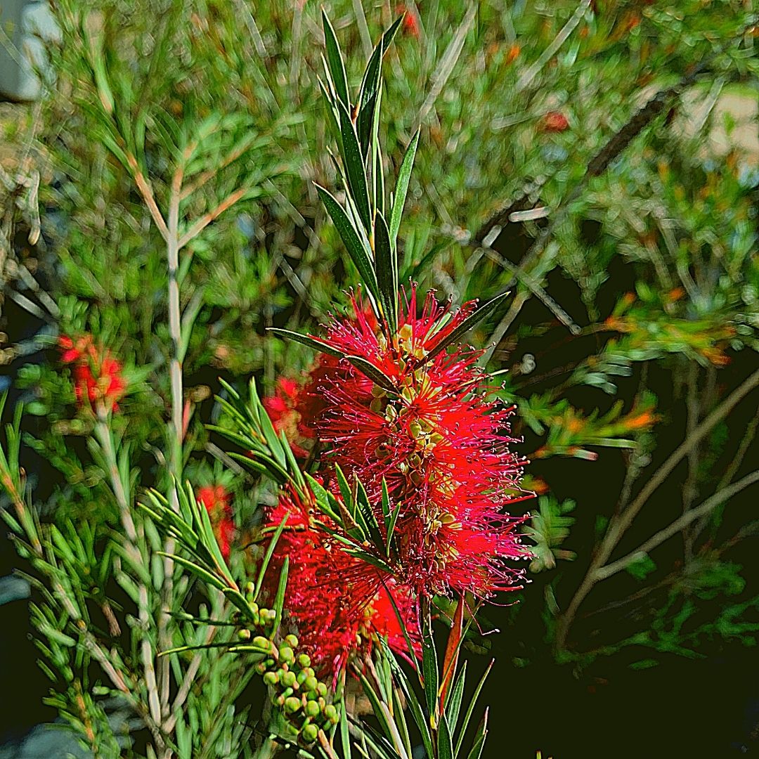 Calistemón - Callistemon Citrinus