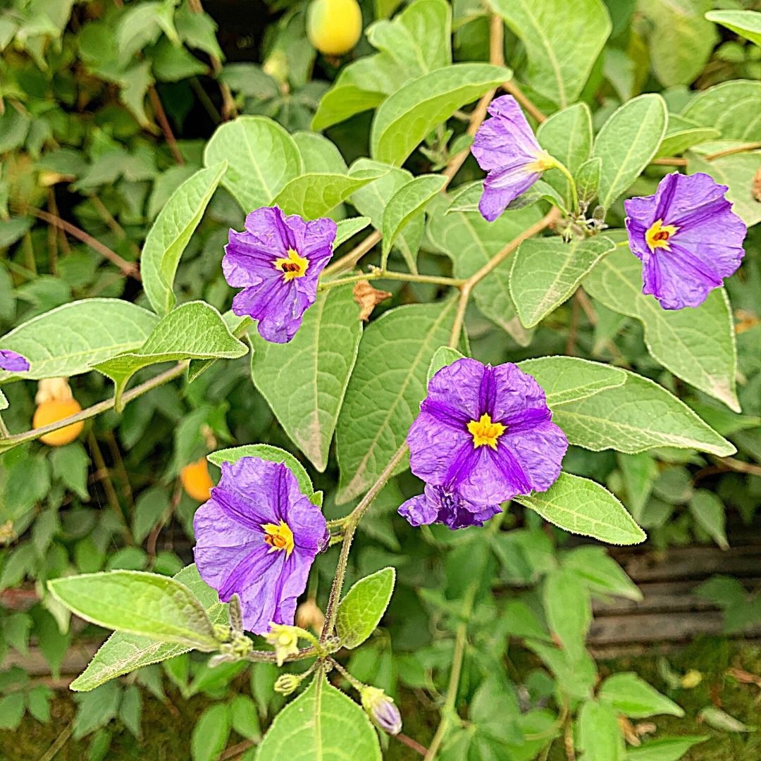 Solanum Rantoneti - Solanum Rantonnetii