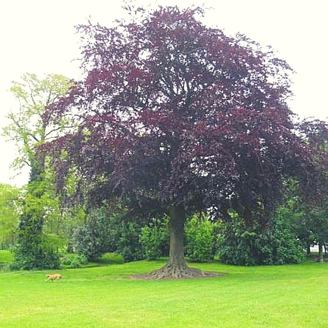 Haya Roja - Fagus Sylvatica Purourea