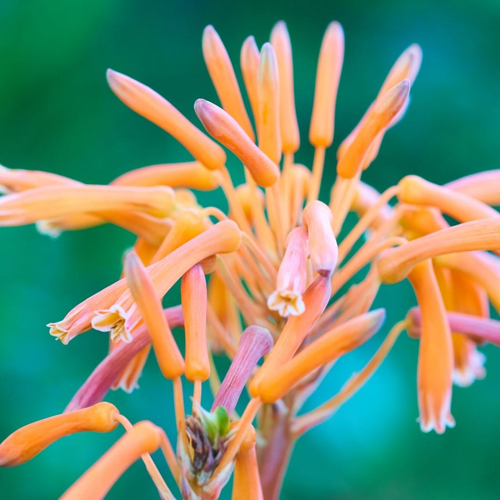 Aloe Saponaria