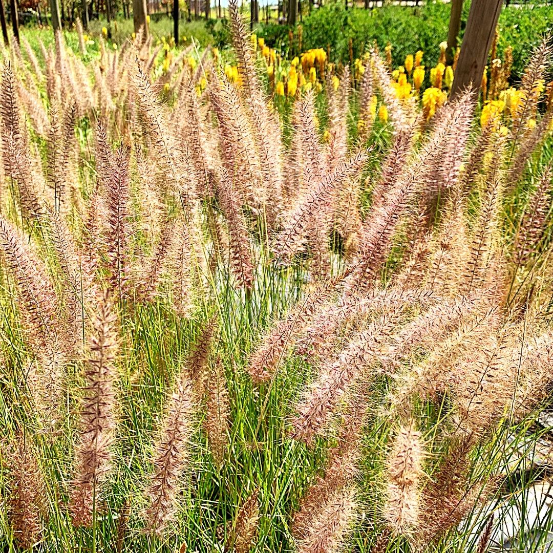 Penisetum Rupeliano - Pennisetum Ruppelianum