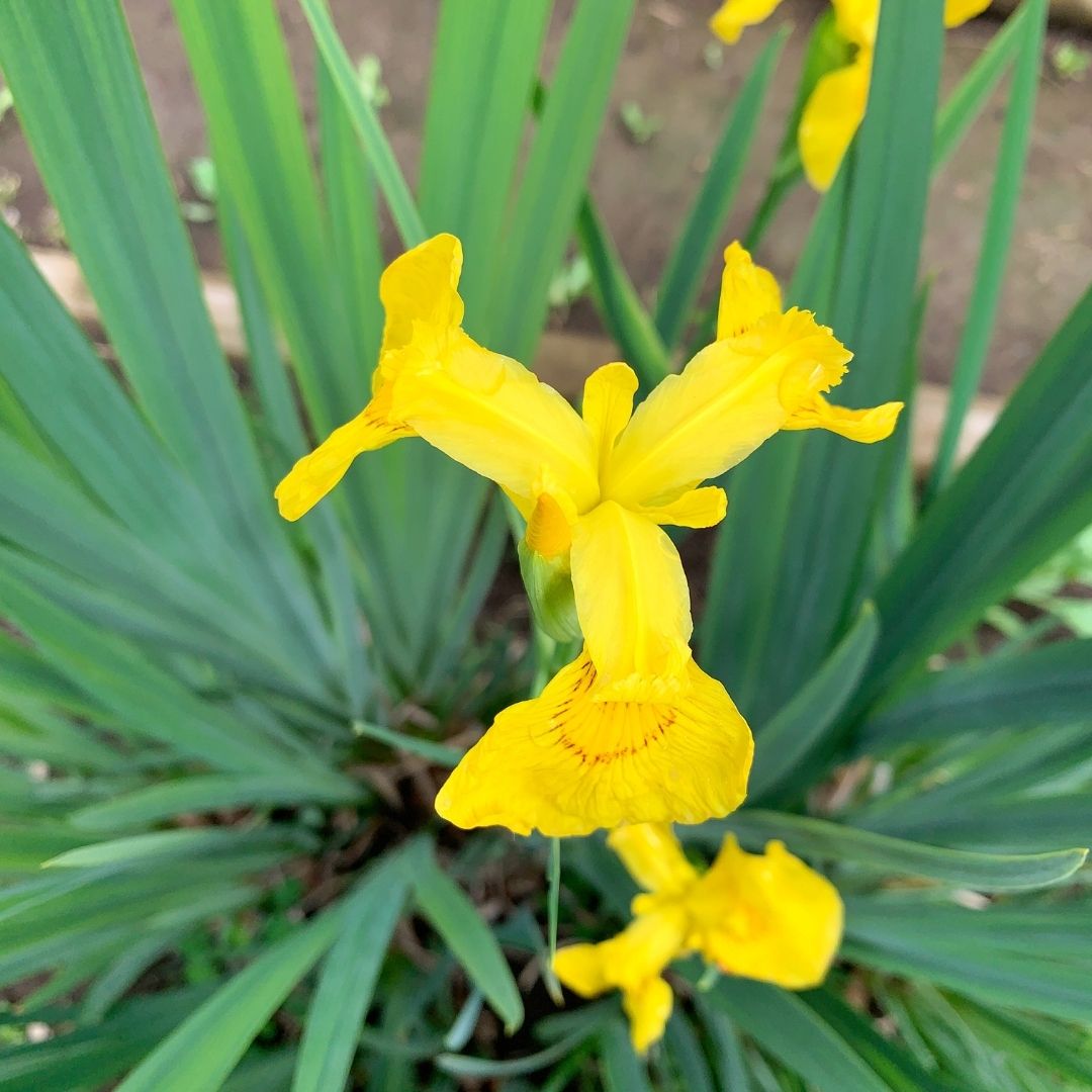 Lirio Acuatico- Iris Pseudoacorus
