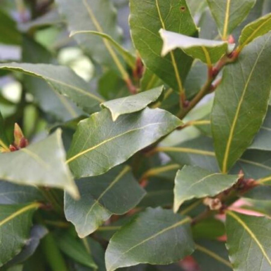 Laurel De Comer - Laurus Nobilis