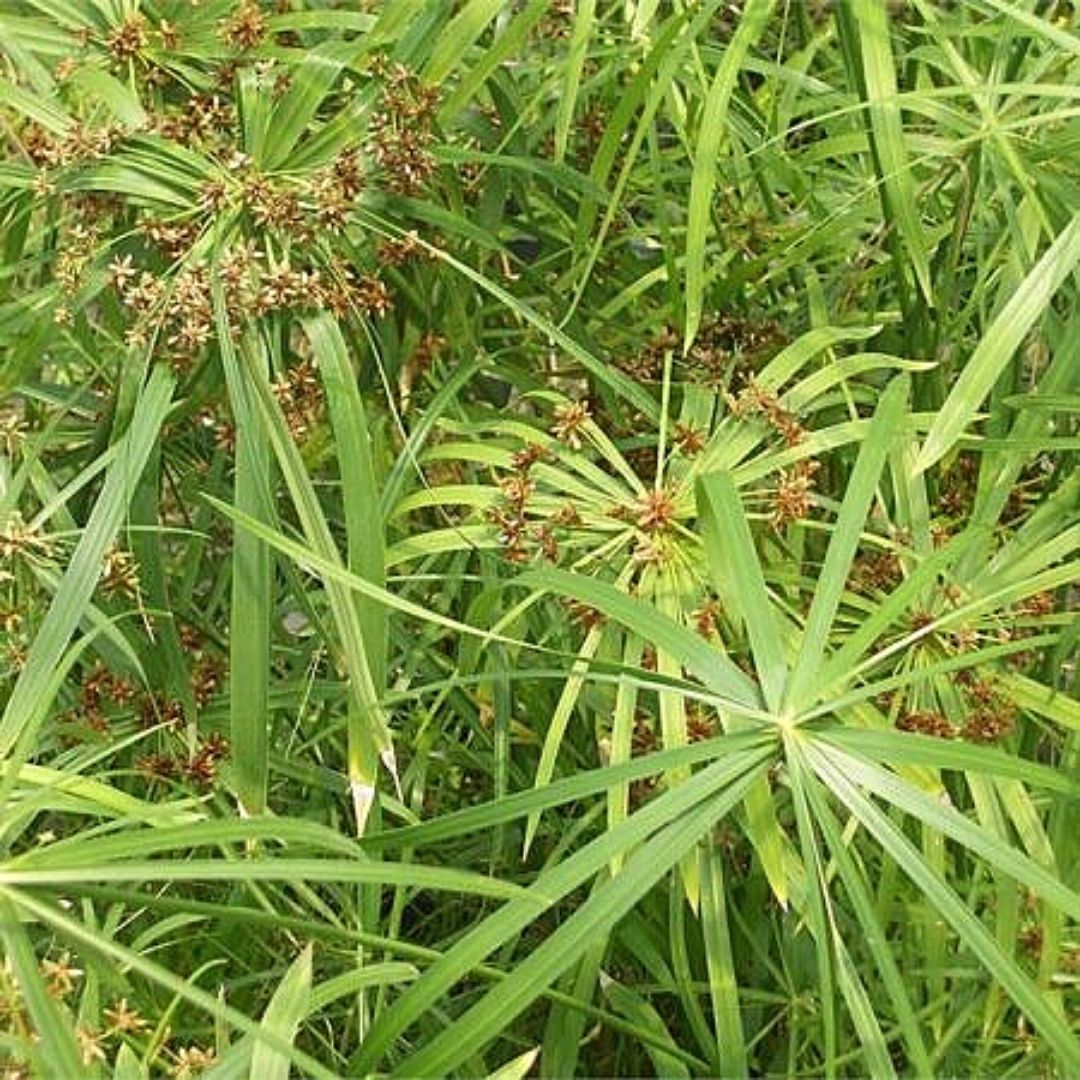 Papiro Alternifolia Enano- Cyperus Alternifolius Var. Nana