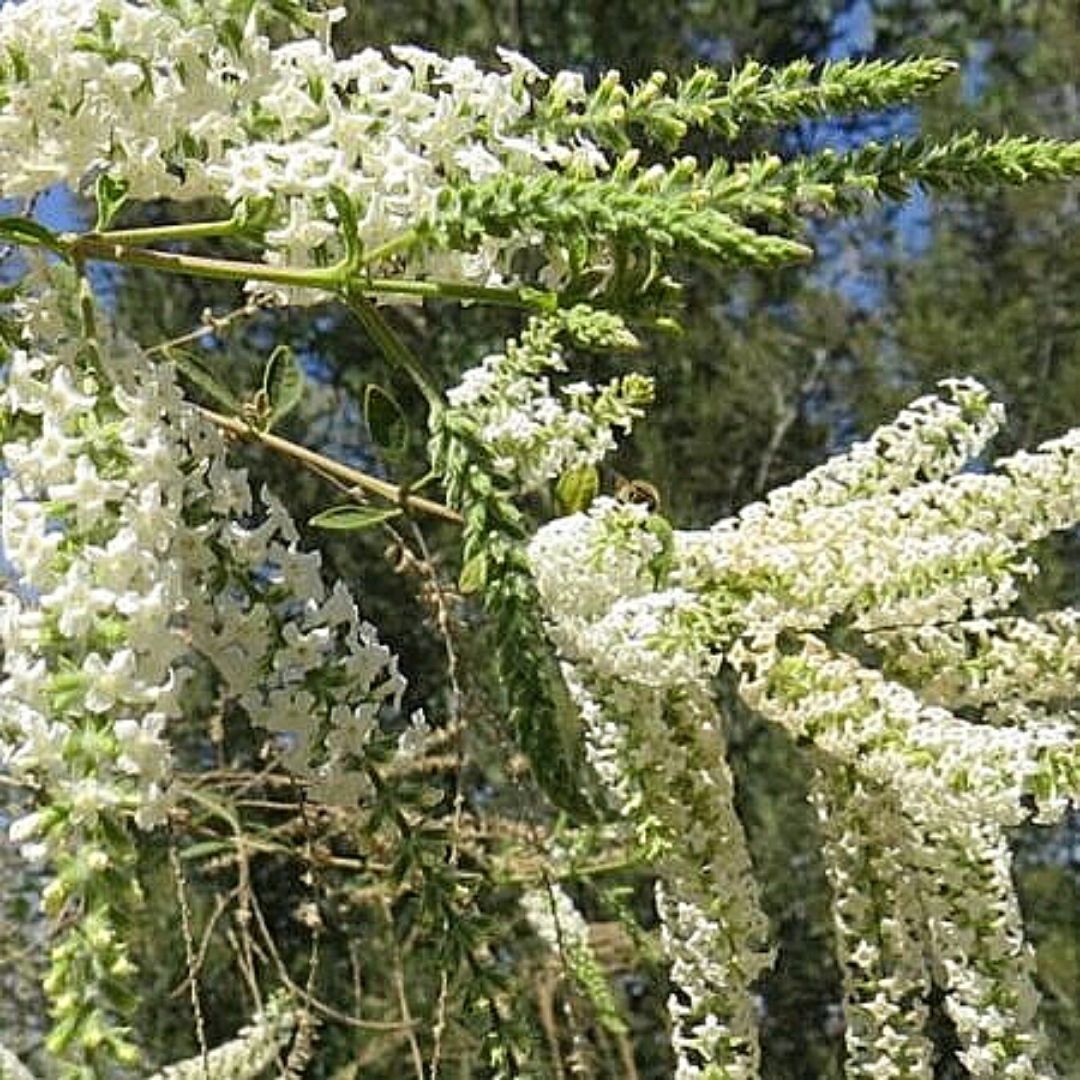 Ilan Ilan - Aloysia Looseri