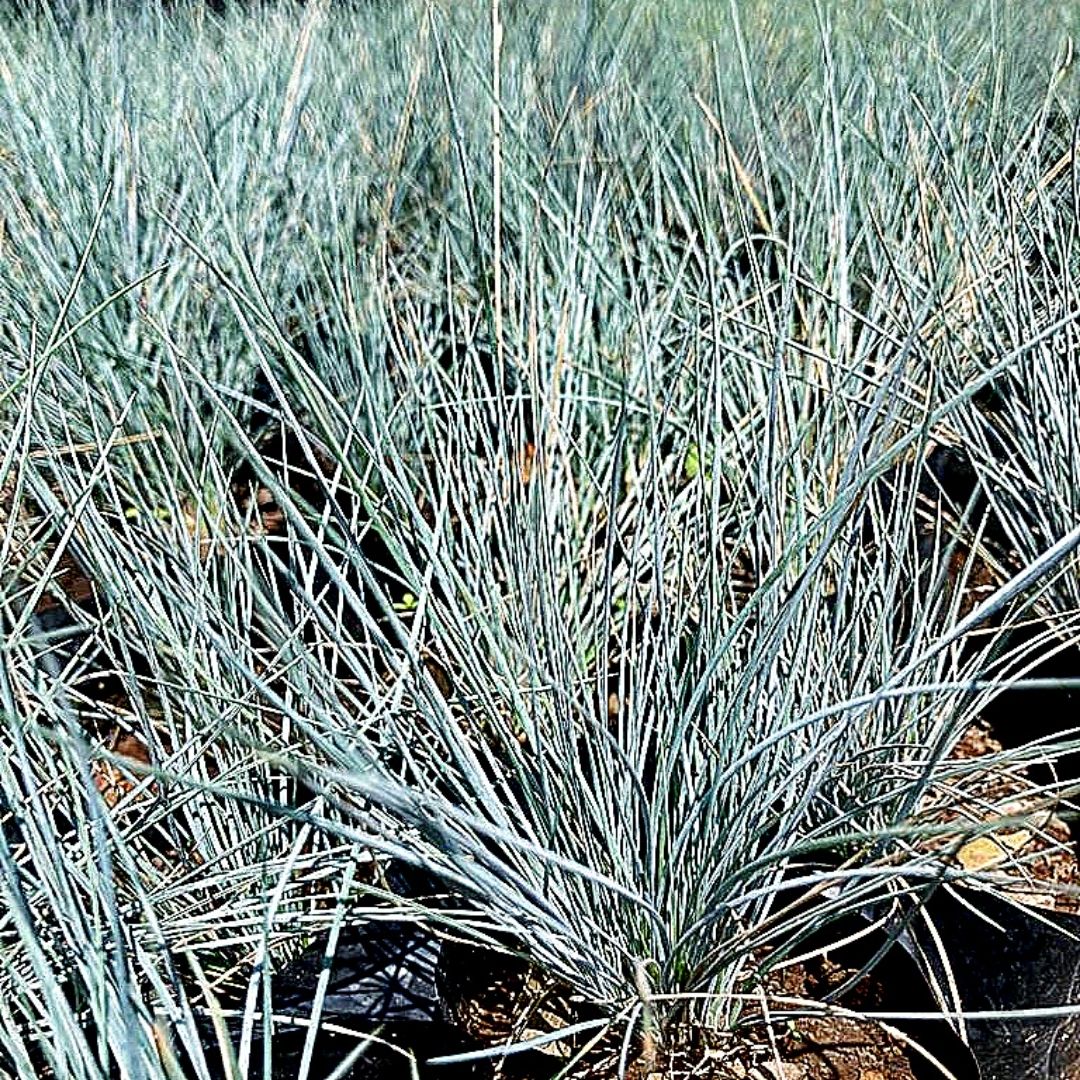Festuca Glauca - Festuca Glauca