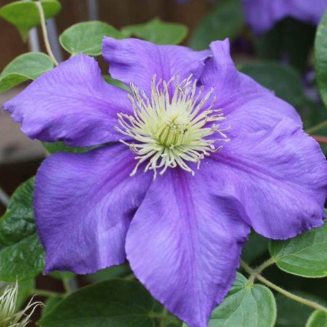 Clematis Grandiflora - Clematis Spp.