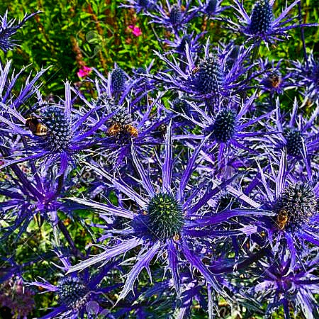 Eringium - Eryngium Alpinum