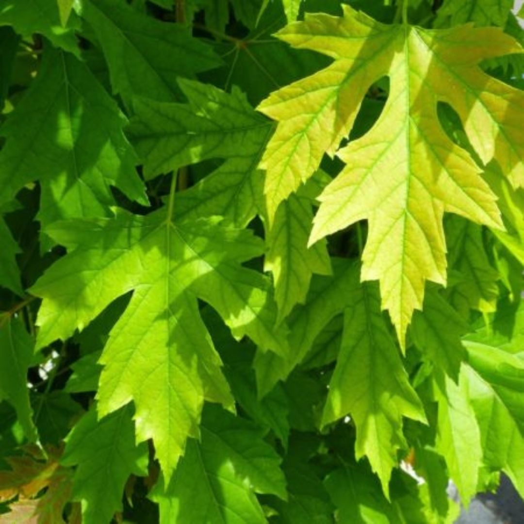 Acer Plateado- Acer Saccharinum