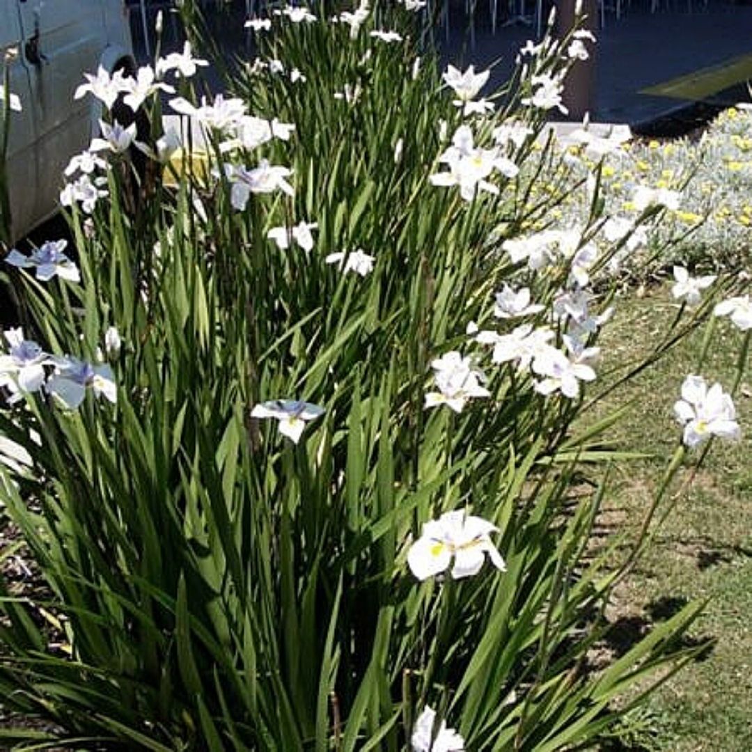 Dietes - Dietes Grandiflora