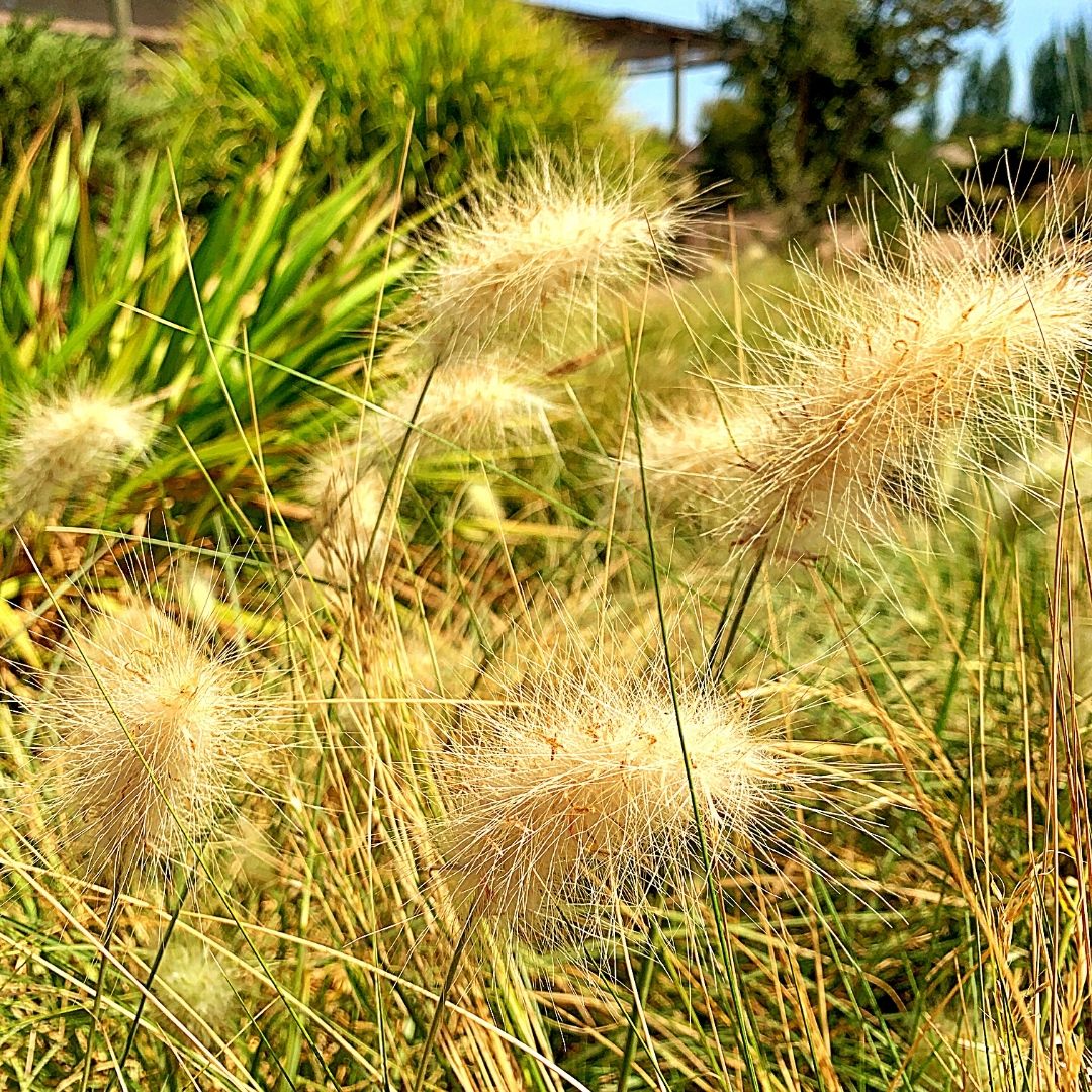 Penisetum Villosum - Pennisetum Villosum