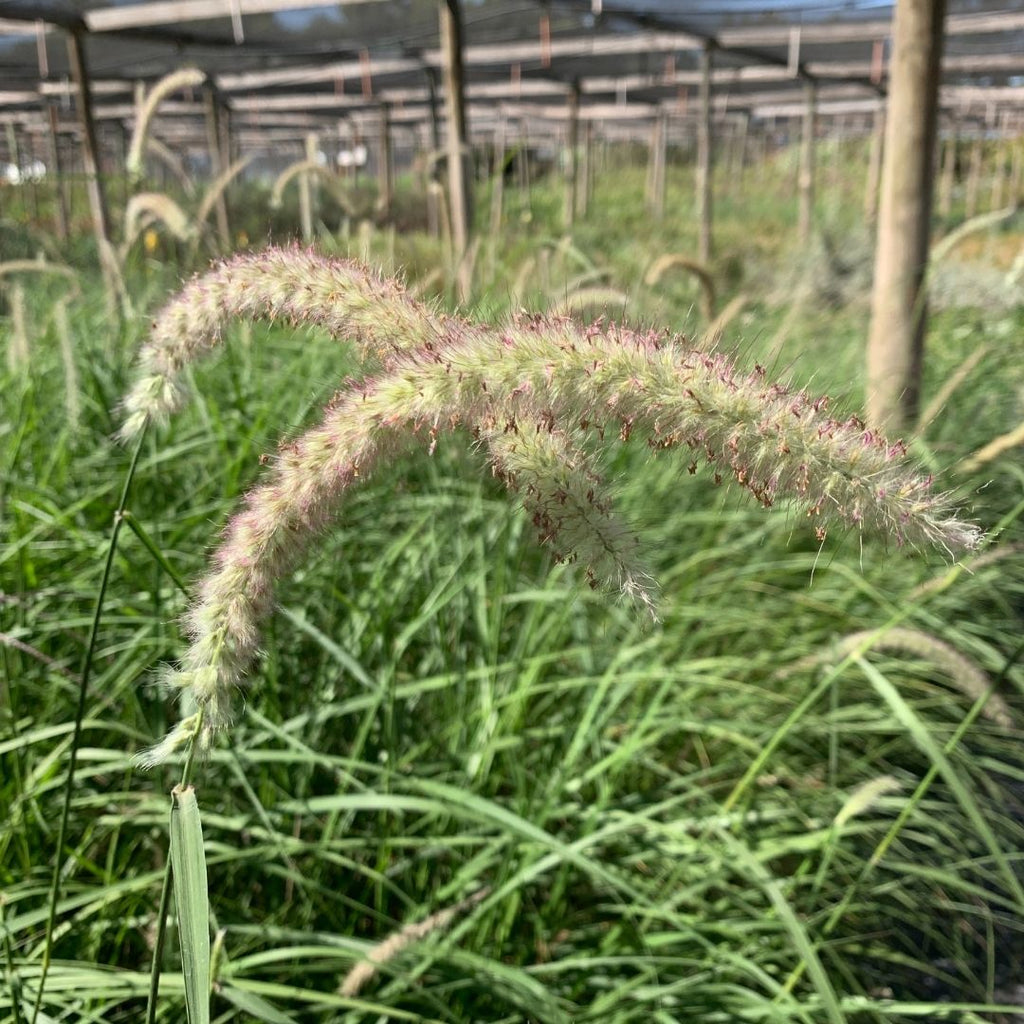Pennisetum Tall Tail