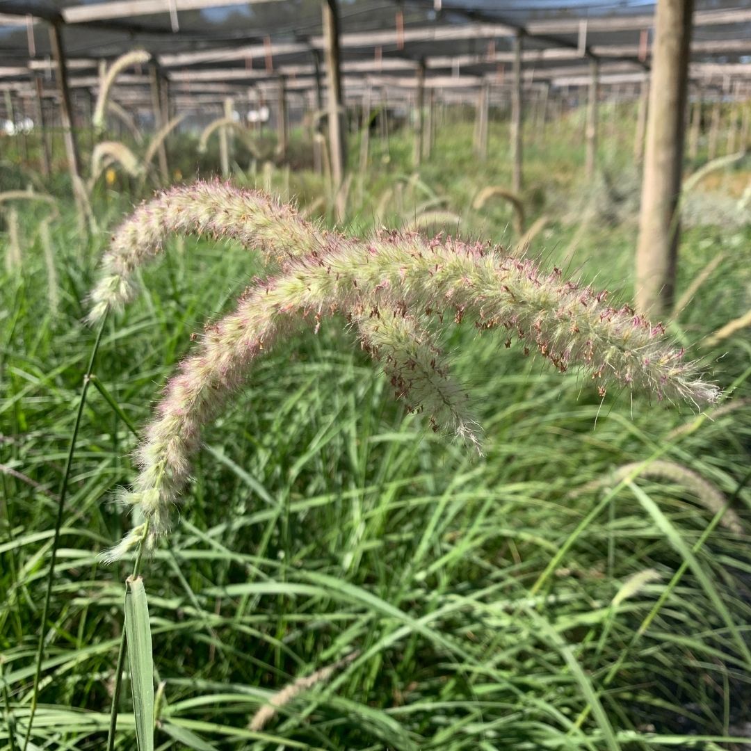 Pennisetum Tall Tail