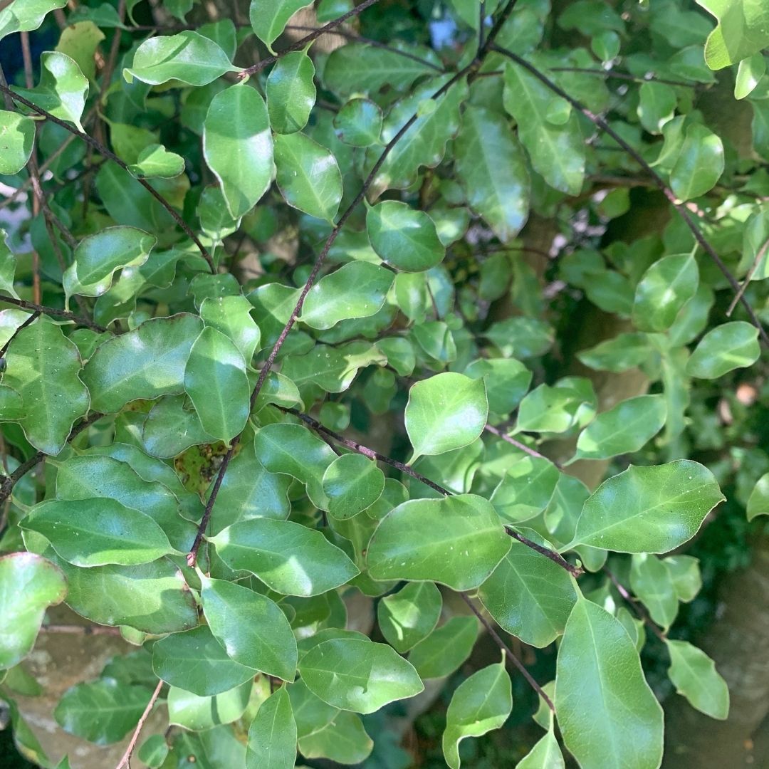 Pitosporo Nigricans - Pittosporum Tenuifolium