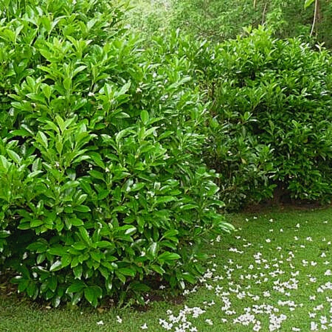 Viburnum Lucidum - Viburnum Lucidum