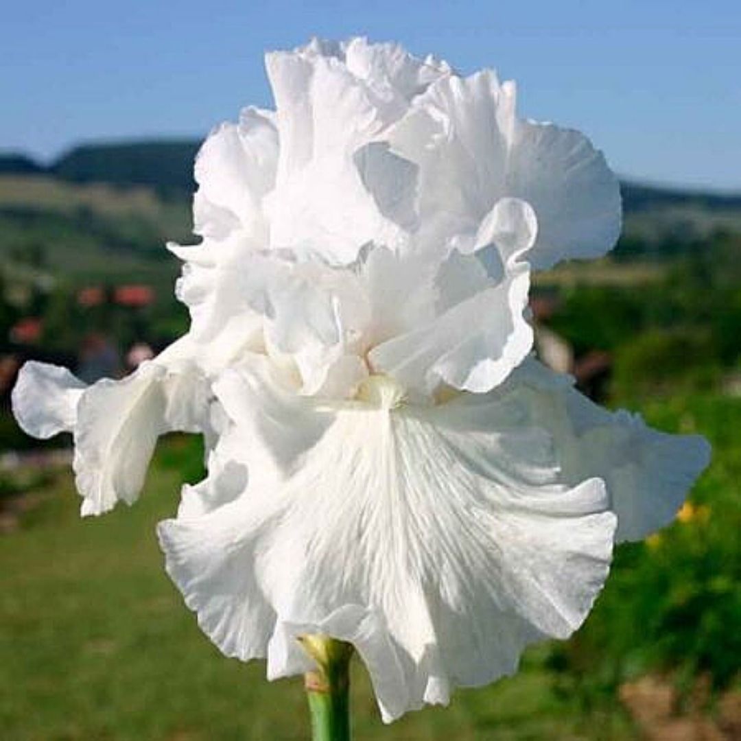 Lirio Blanco- Iris Germanica