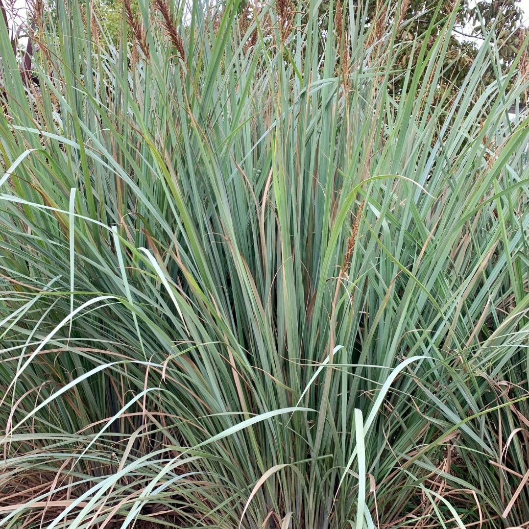 Paspalum - Paspalum Haumanii
