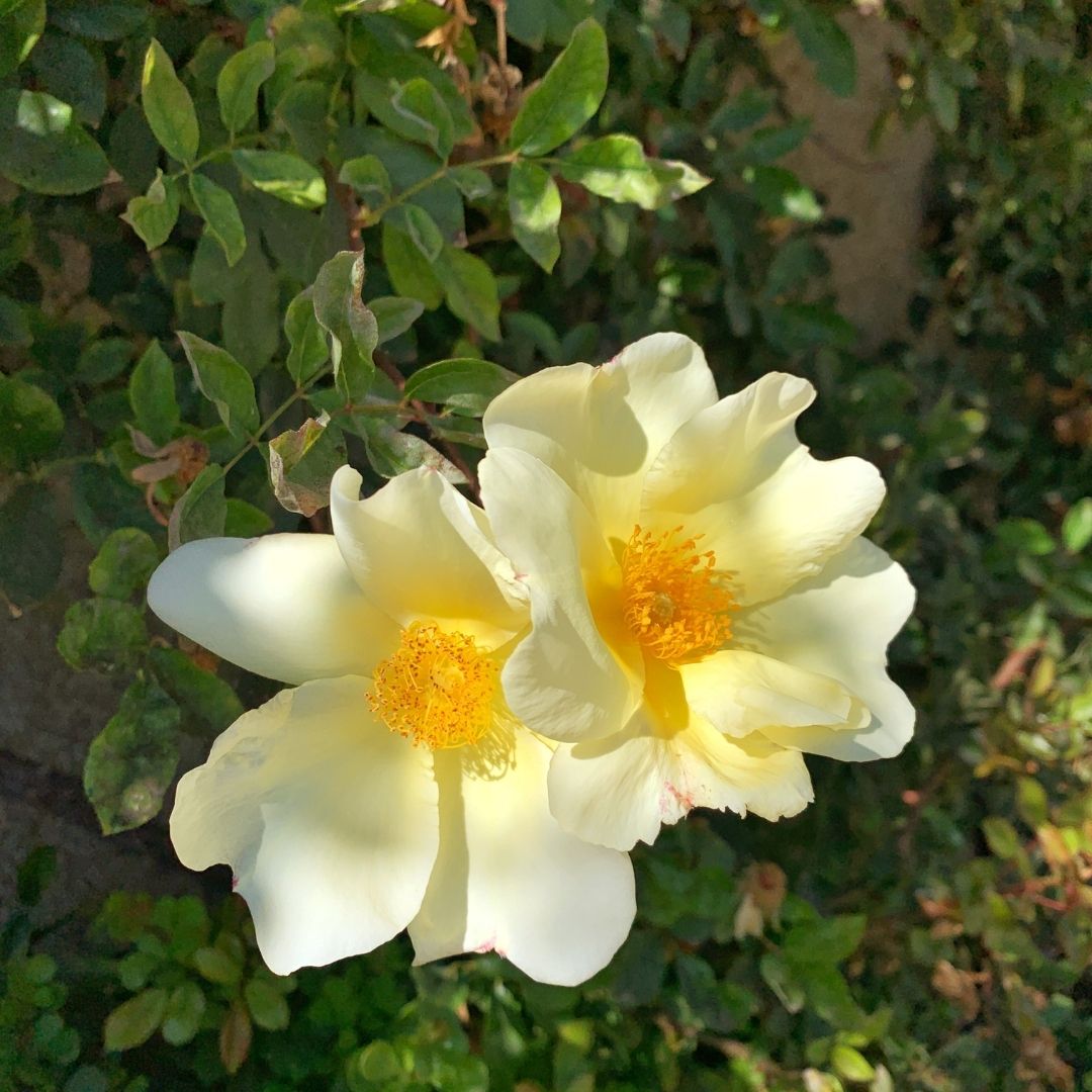 Rosa Trepadora Mermaid