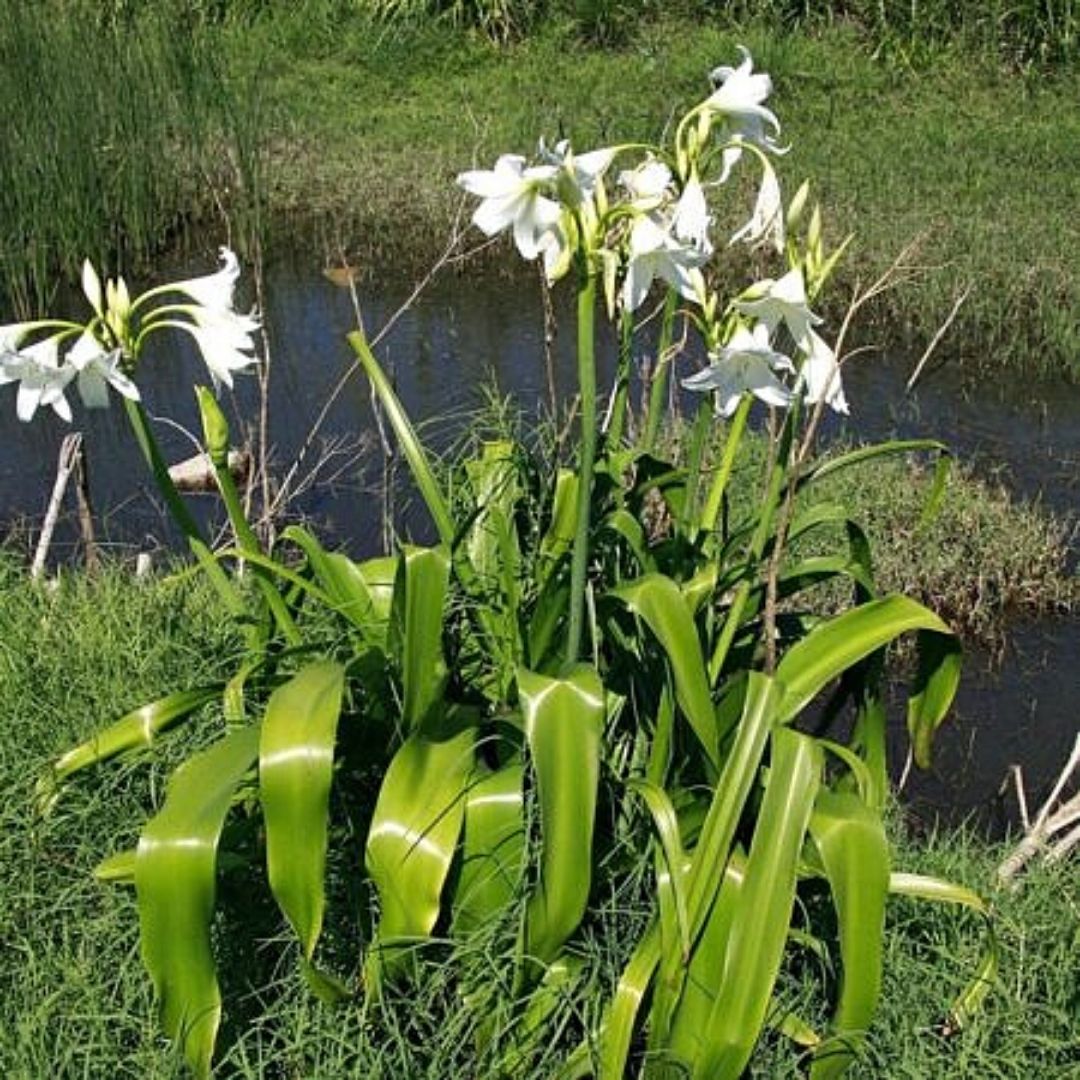 Azucena Blanca - Crinium X Powellii