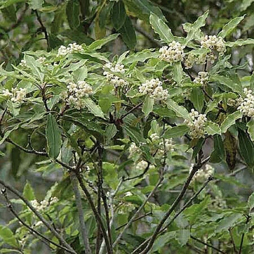 Pitosporo Ondulata - Pittosporum Undulatum