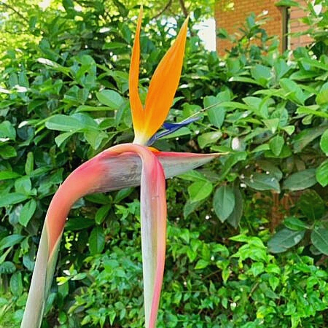 Flor Del Pajaro - Strelitzia reginae