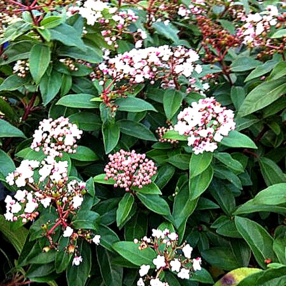 Laurentina - Viburnum Tinus