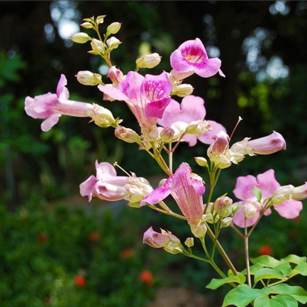Bignonia Rosada - Podranea Ricasoliana