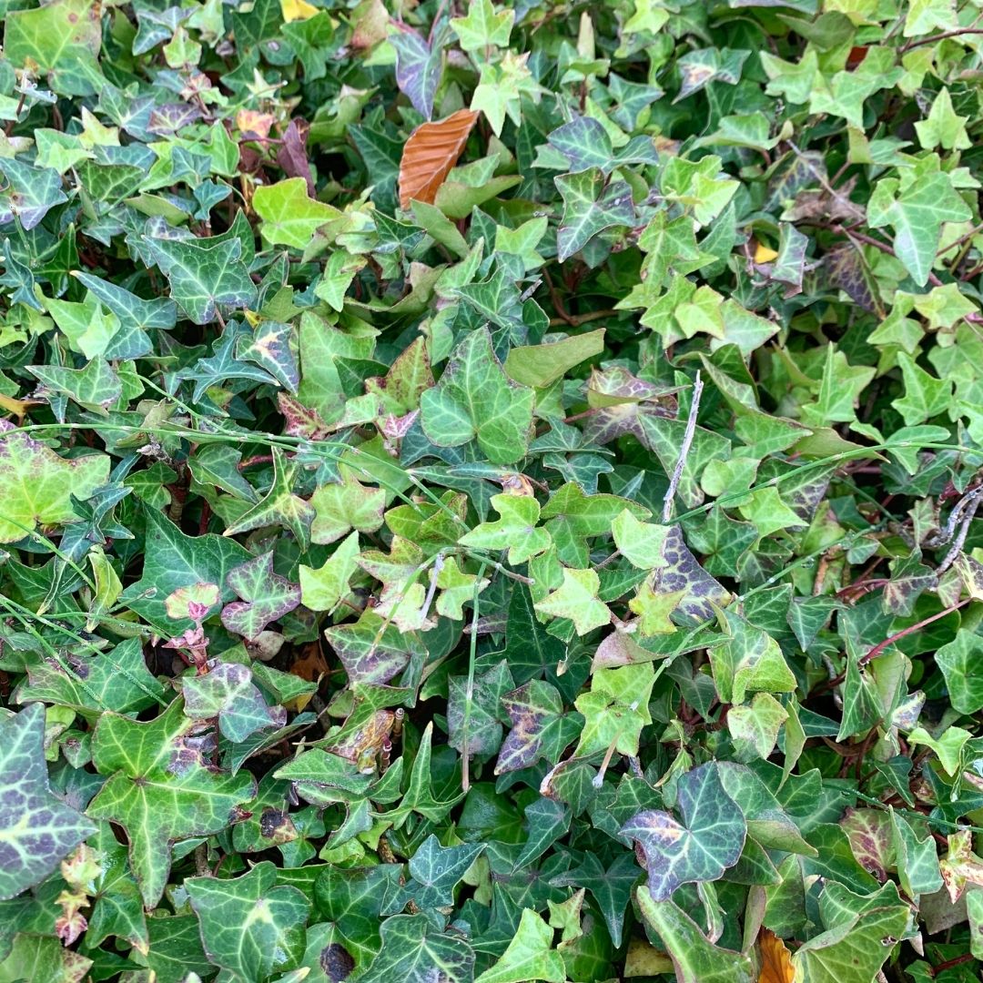 Hiedra Pata De Gallo - Hedera Helix Var. Pedata