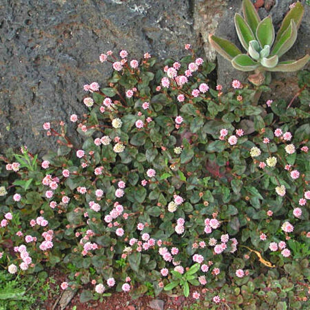 Poligono - Polygonum Capitatum