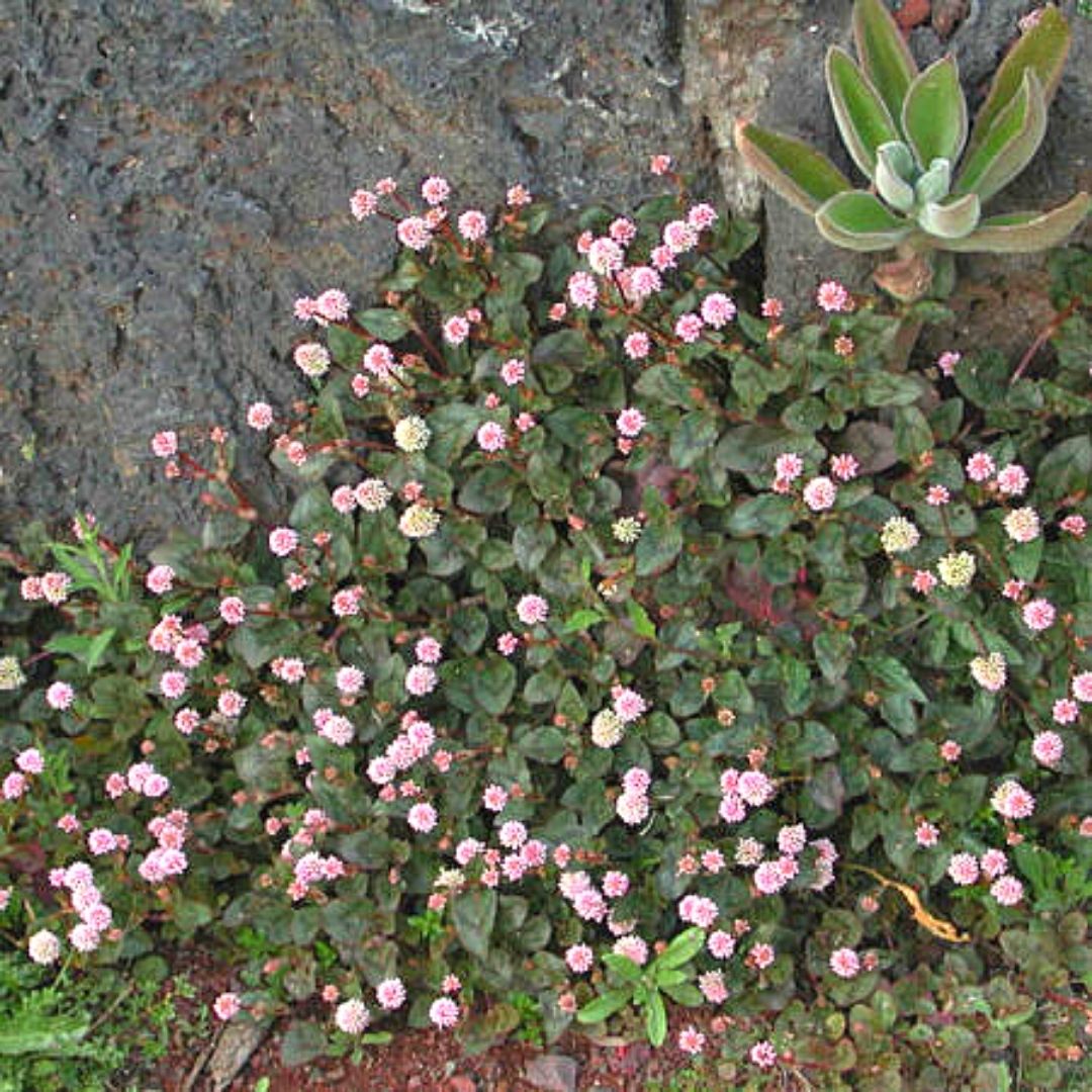 Poligono - Polygonum Capitatum