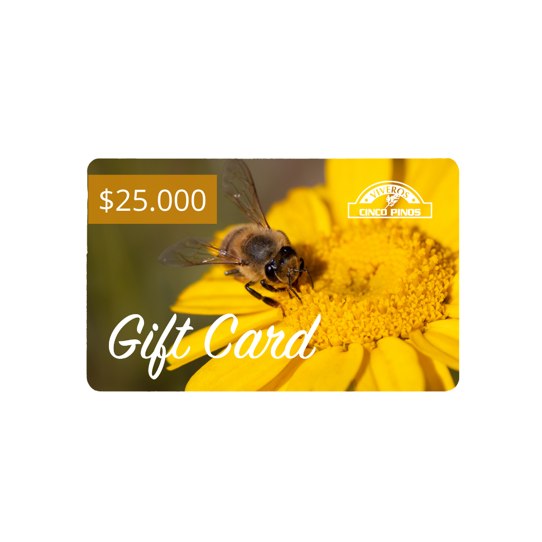 Gift Card de Cincopinos.cl