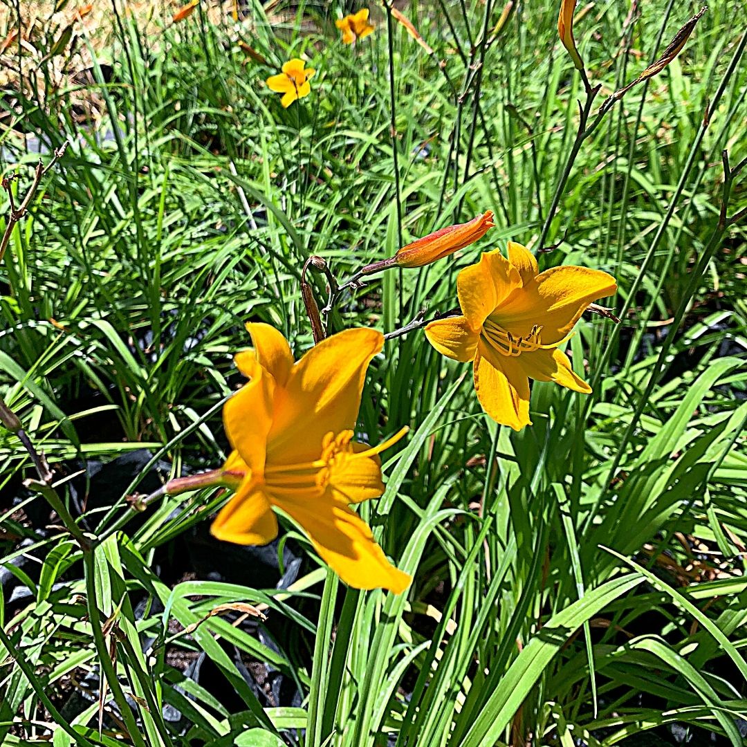 Hemerocallis Amarillo Enano Veta Café